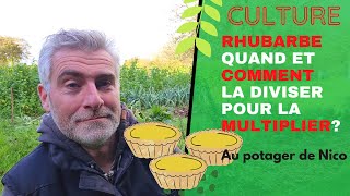 Tout sur la culture de la rhubarbe🌴 tuto multipliez la facilement comment et quand [upl. by Alten]