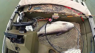 The Catfish that Broke a 110 lb scale  A Big Big Fish Caught [upl. by Siouxie]