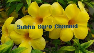 Allamanda plant care in tamilGolden trumpet plant care [upl. by Aisiat790]