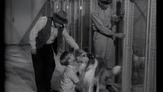 Lassie  Episode 44  quotThe Dog Catcherquot  Season 2 18 01081956 [upl. by Animrelliug]