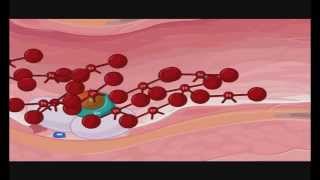 Transglutaminase in blood coagulation Factor XIIIa FXIIIa Crosslinking of fibrin [upl. by Eerdua]