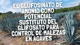 El Glufosinato de Amonio como potencial sustituto del Glifosato para control de malezas en Agaves [upl. by Eaneg]