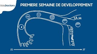 Première semaine de développement embryonnaire  Embryologie Générale [upl. by Linus]