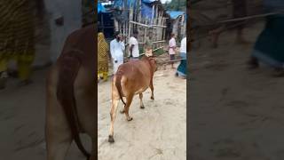 cow videos cow গরু amba guru hamba goru cow video cow cow gorur video cow dance hamba hamba gorocow [upl. by Nalor]