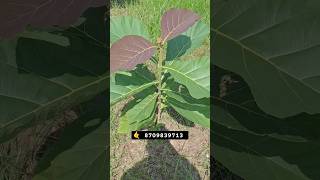 Tissue culture teak trees agriculture farming plants garden shivashakti teak bihar shorts [upl. by Feingold]