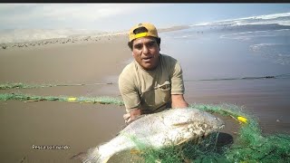 Pesca de Corvinas con Red Trasmallo [upl. by Peirce]