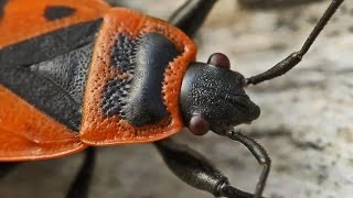 The Firebug  Pyrrhocoris Apterus [upl. by Walker]