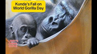 Baby Gorillas  World Gorilla Day at Cleveland Metroparks Zoo [upl. by Llerdnad262]