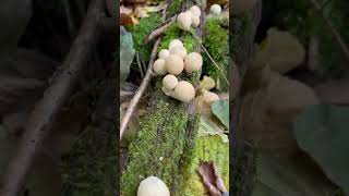 Lycoperdon pyriforme Stump puffball Rain mushroom [upl. by Chapnick]