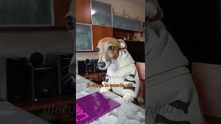 Interrogazione😂 merybijouesciarpina comedy jackrussell enricobrignano [upl. by Yraillih]