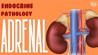 Endocrine Pathology Adrenal Tumors [upl. by Alejo]