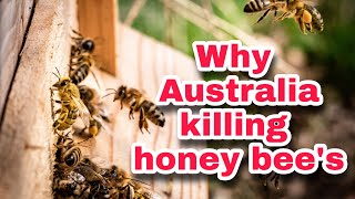 Why australia killing honey bees  Varroa Mite outbreak in australia [upl. by Cari]