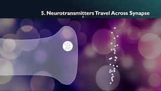 Journey of a Neurotransmitter [upl. by Raney]