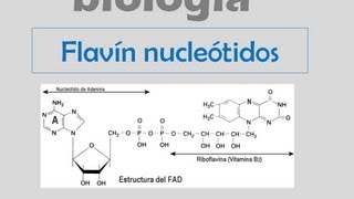 Coenzimas  Flavín nucleótidos [upl. by Merat699]