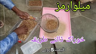 mealworm farming for beginners mealworms farming in urdu [upl. by Nagaet]