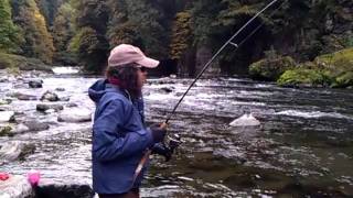 Alexandras first Kalama river Fall Chinook [upl. by Roger]