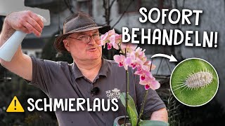 So rettest du Orchideen amp andere Zimmerpflanzen 🚑  Schädlinge ohne Pestizide behandeln [upl. by Ailisec]