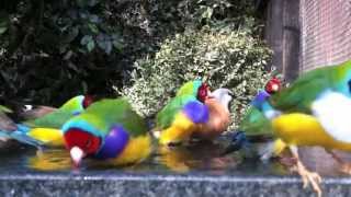 Gouldian finches bathing with their friends in an outdoor planted aviary [upl. by Llertnahs]