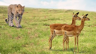 Un Léopard Attaque Des Antilopes  Voici Ce Qui Sest Passé Ensuite [upl. by Jemmie976]