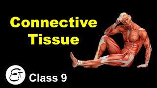 Connective Tissue and its Types  Animal Tissues Part 3  in Hindi for Class 9 [upl. by Darwin]