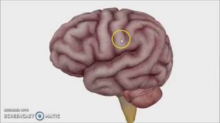 Overview of the Brain  Dr Ahmed Farid [upl. by Parthena25]