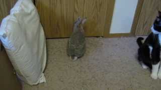 Cadbury the Cottontail Rabbit  3 Years Old [upl. by Aivatco996]