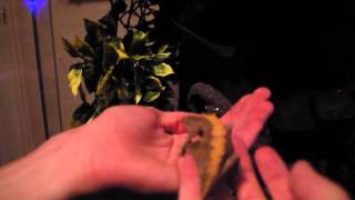 How to handle Crested Geckos [upl. by Pulchi]