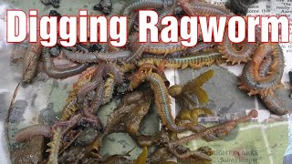 Ragworm for fishing bait [upl. by Carie105]