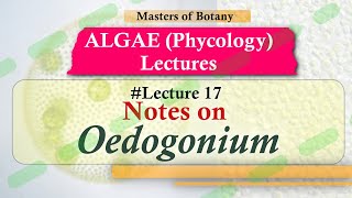 Lecture 17  Oedogonium Life Cycle Important Chlorophyceae  Algae Lecture Notes [upl. by Esille13]