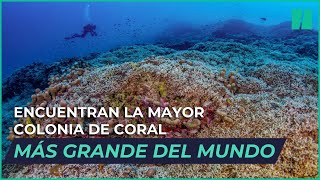 Un grupo de científicos encuentra la mayor colonia de coral del planeta [upl. by Sinnel]