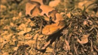 Is That A Copperhead East Tennessees Venomous Snakes [upl. by Luaped]