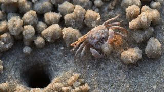 The sand bubbler crab an interesting creature you may not know about [upl. by Arayt]