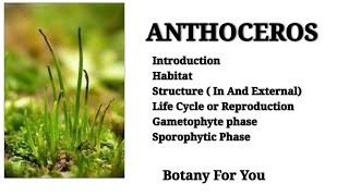 What is Anthoceros  Introduction habitatstructurereproductiongametophytesporophytic phase [upl. by Trumann]