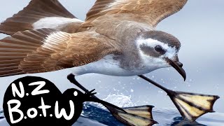 Whitefaced storm petrel  New Zealand Bird of the Week [upl. by Iaw]