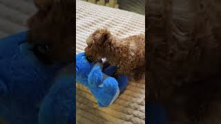 Маленький шкодник😀🫶 pudel poodle dog happydog toypoodles тойпудель toydog пудель [upl. by Audi]