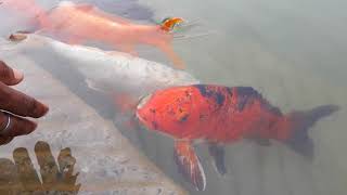 Beautiful golden fish Golden Temple Amritsar Punjabखूबसूरत मछलियां अमृतसर [upl. by Anoyet]