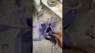 Purple heart care tips shorts garden gardening [upl. by Anitnamaid]