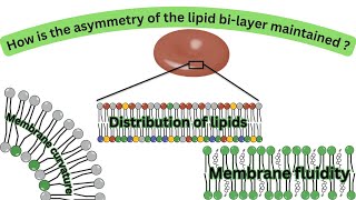 Three ways by which lipid structure and distribution relates to membrane function Lipid movements [upl. by Ahsinan]