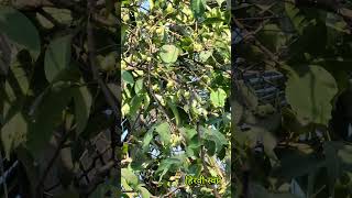 दिसतो का बघा तांबट पक्षीCoppersmith barbet bird birdwatching wildlife [upl. by Amelie]