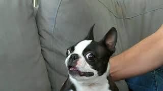 French Bulldog Talking Funny Compilation [upl. by Quackenbush]