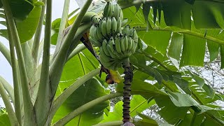 Dividing 100 banana pups in 2 days Day 1  112024 [upl. by Izy764]