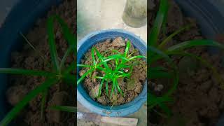 umbrella ☔ palm shift into separate pot🙂shortsgardening [upl. by Deedahs199]