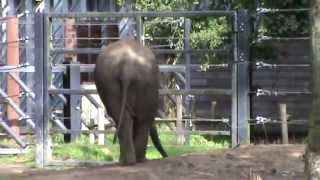 Dierenpark Amersfoort deel 1 2014 [upl. by Selene]