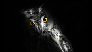 Night Owl Animals JeanPierre Casaubon producer video music art love spacex rednovasmedia [upl. by Sakul398]