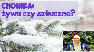 Jaką choinkę wybrać Kupić żywą czy plastikową Czy lepsza jest choinka świeża czy sztuczna [upl. by Ahsienal]