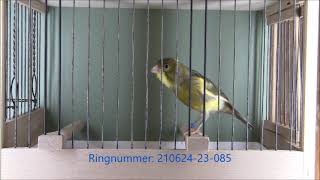 Kanarienvogel singt canary sings kanarie zingt canario canta Timbrado Espanol classico [upl. by Ahab]