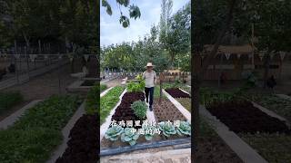 Natural life and beautiful life P401 countryside garden nature rurallife villagelife shorts [upl. by Kihtrak]