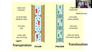 Xylem and Phloem  Transpiration and Translocation Edexcel GCSE Combined Science [upl. by Bonney]