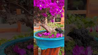 Veranera 🌸 bonsai nature bonsaimedellin bonsaiart bonsaiaficionado futurasleyendasdelbonsai [upl. by Donatelli]