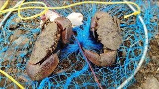 चिंबोरी दगड़ी मुठे catching stone crab  🦀 mud crabStone crab [upl. by Gayle759]